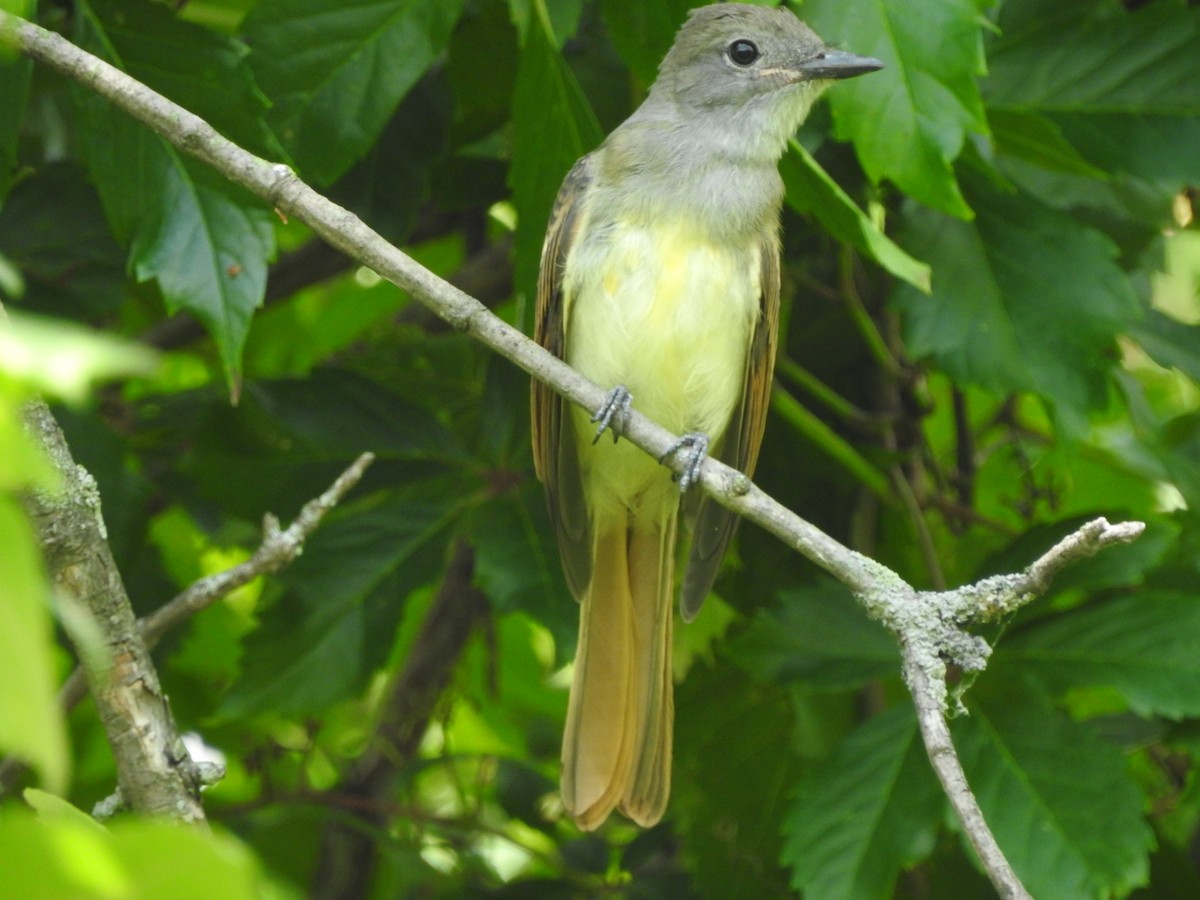 Great Crested Flycatcher - ML479013831
