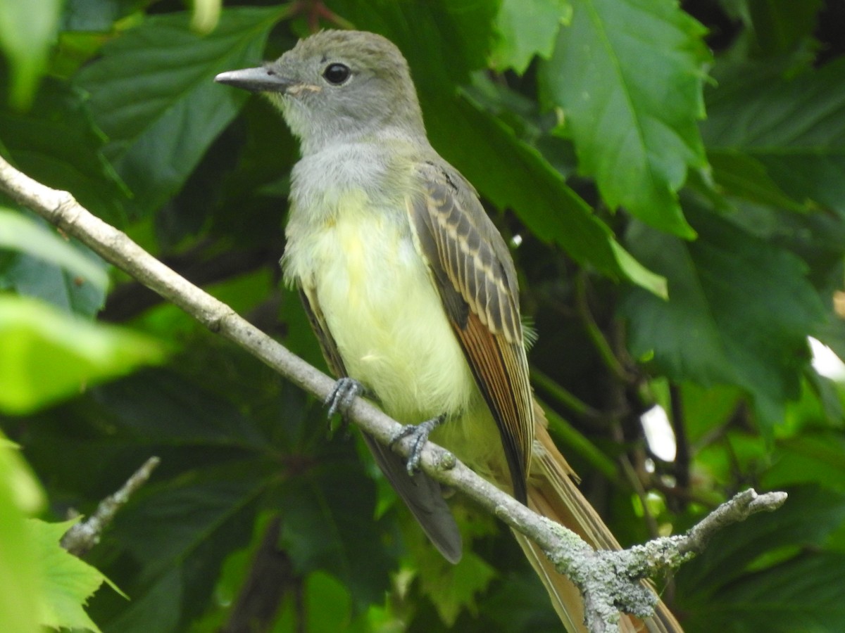Great Crested Flycatcher - ML479013841