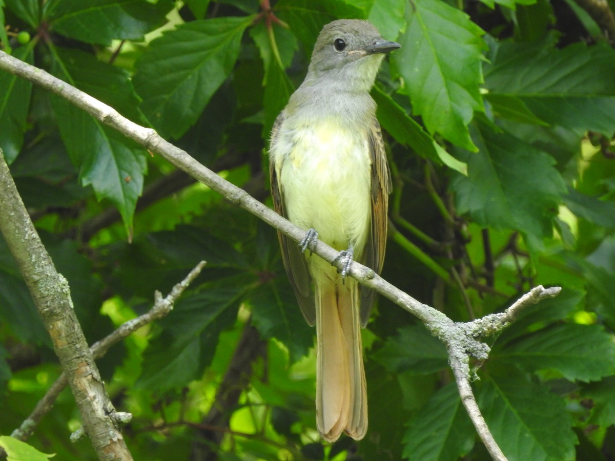 Great Crested Flycatcher - ML479013851