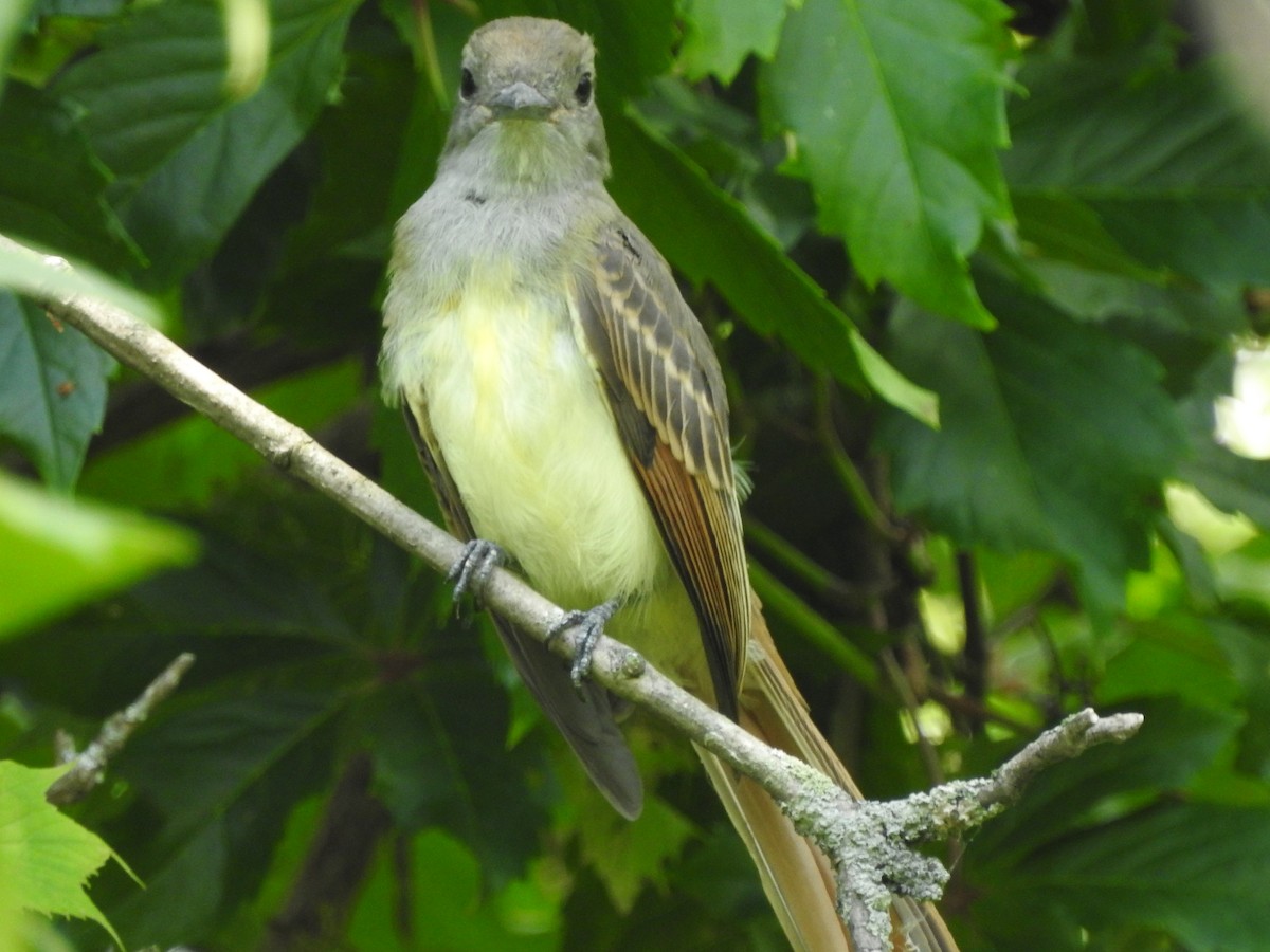 Great Crested Flycatcher - ML479013861