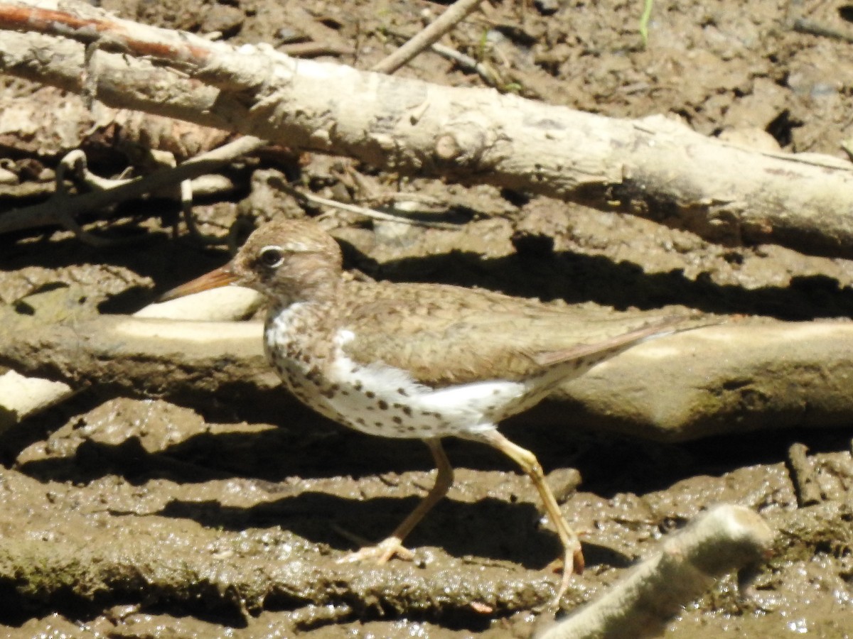 Spotted Sandpiper - ML479013931