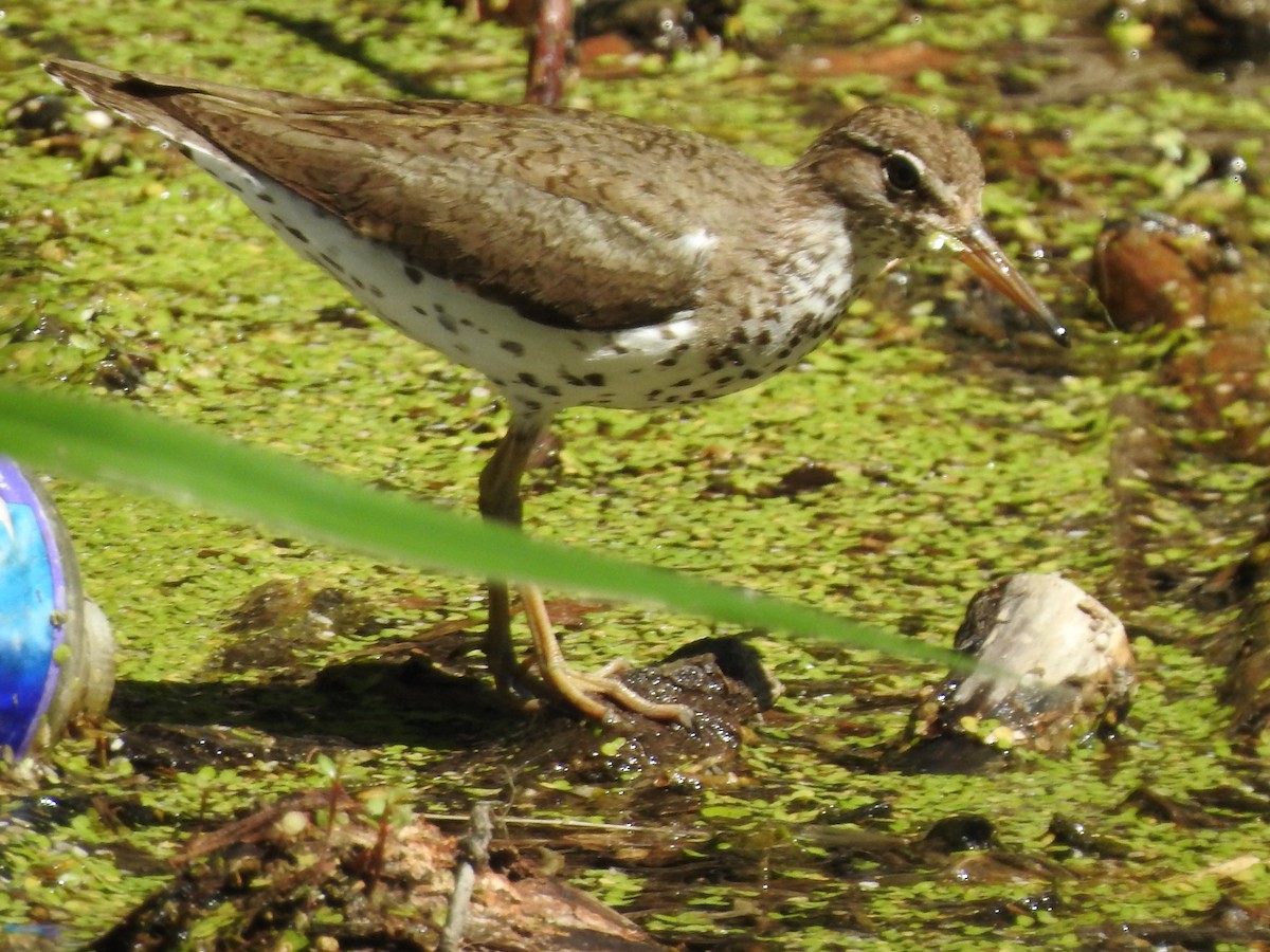 Spotted Sandpiper - ML479013941