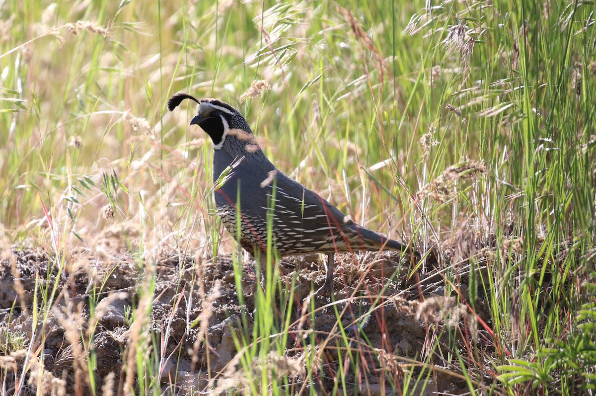 California Quail - ML479015341