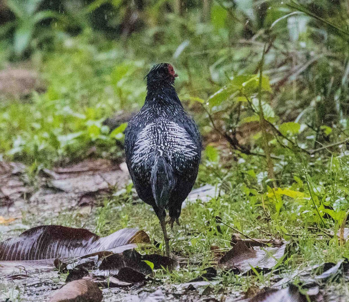 Kalij Pheasant - ML479016441