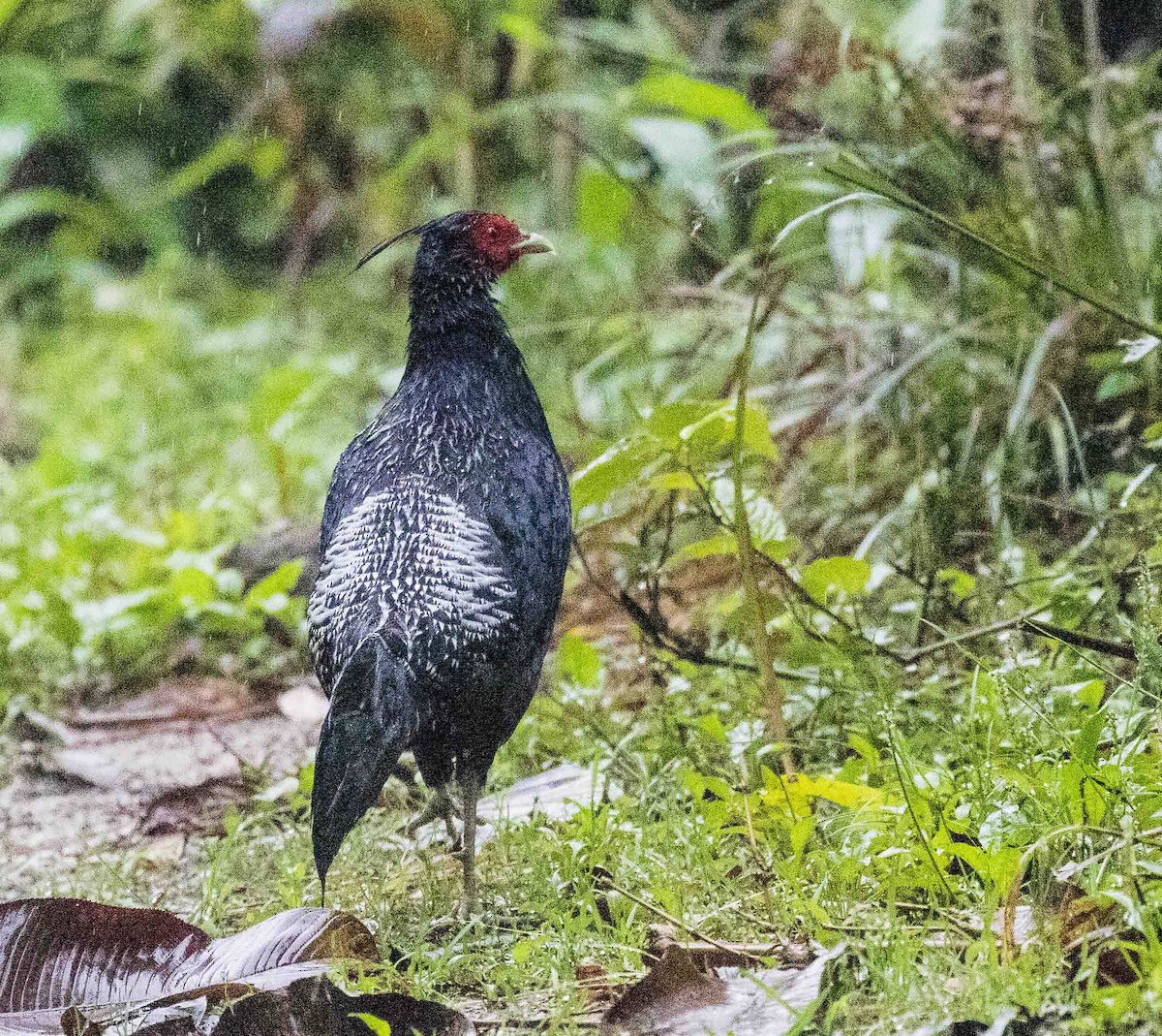 Kalij Pheasant - ML479016451