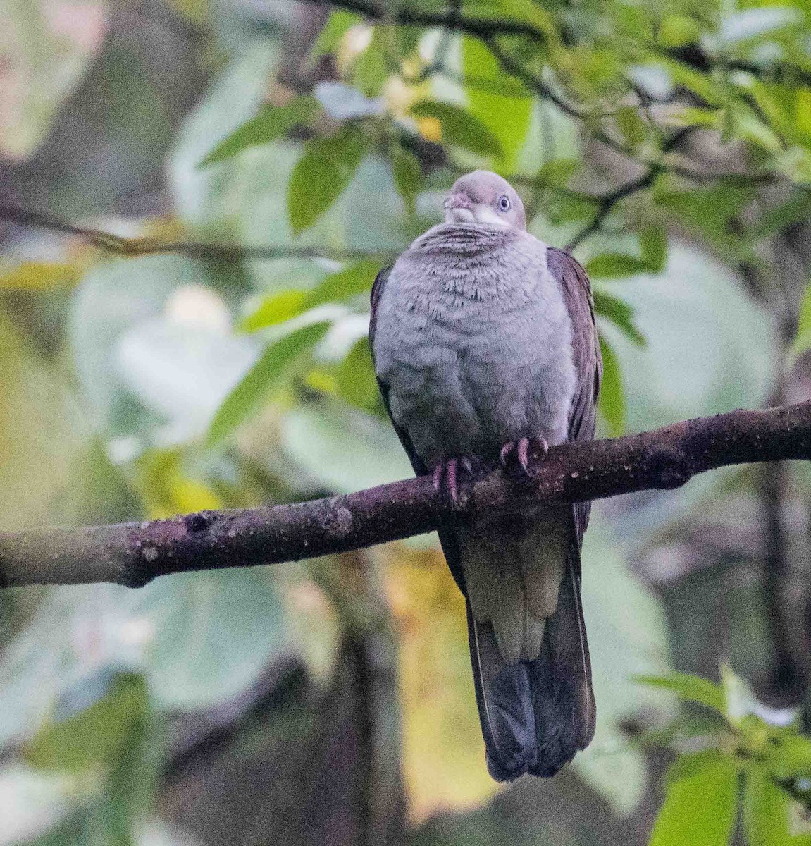 Mountain Imperial-Pigeon - ML479016921