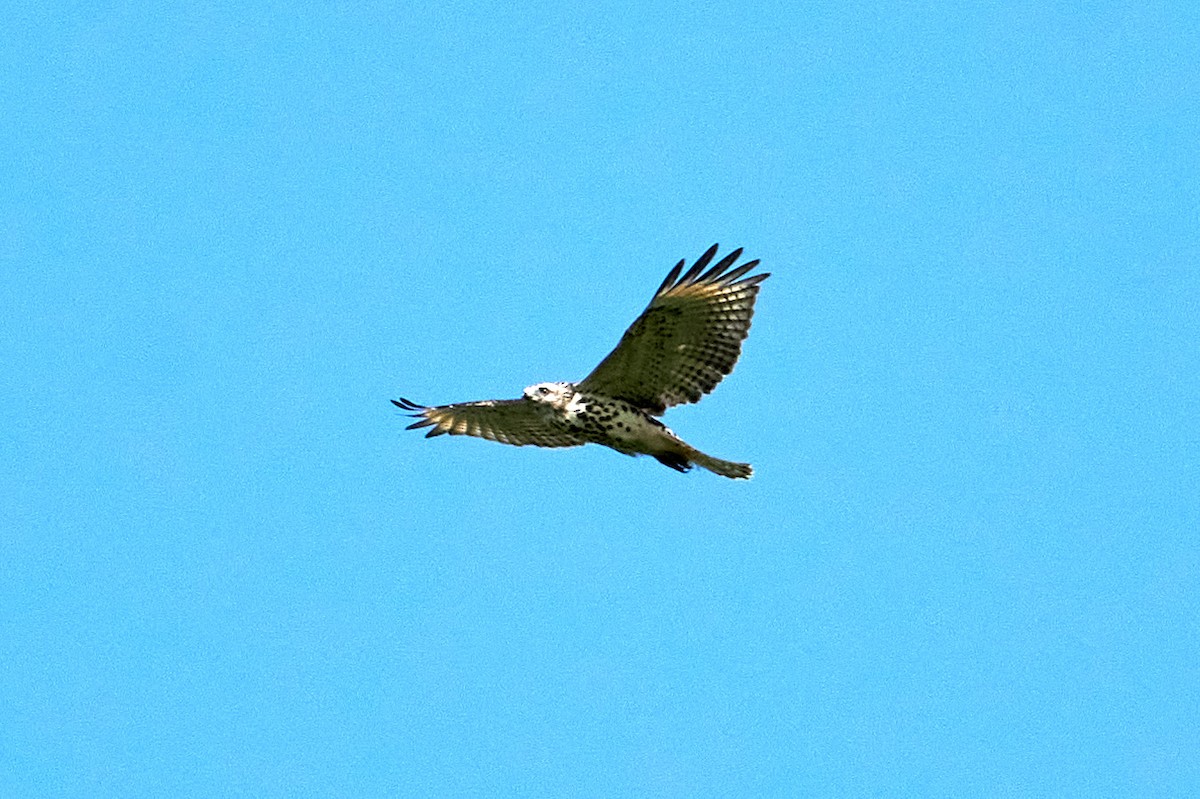 Red-shouldered Hawk - ML479017181