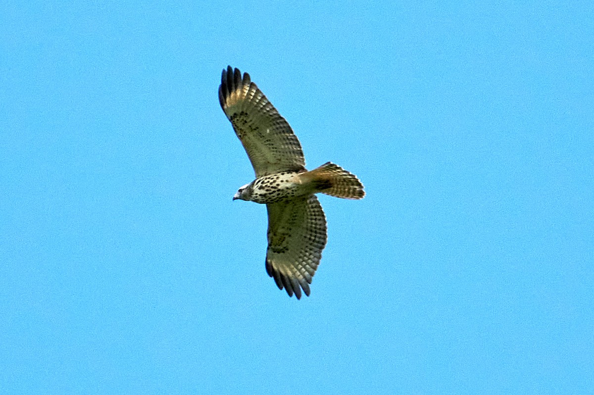 Red-shouldered Hawk - Jay Dia