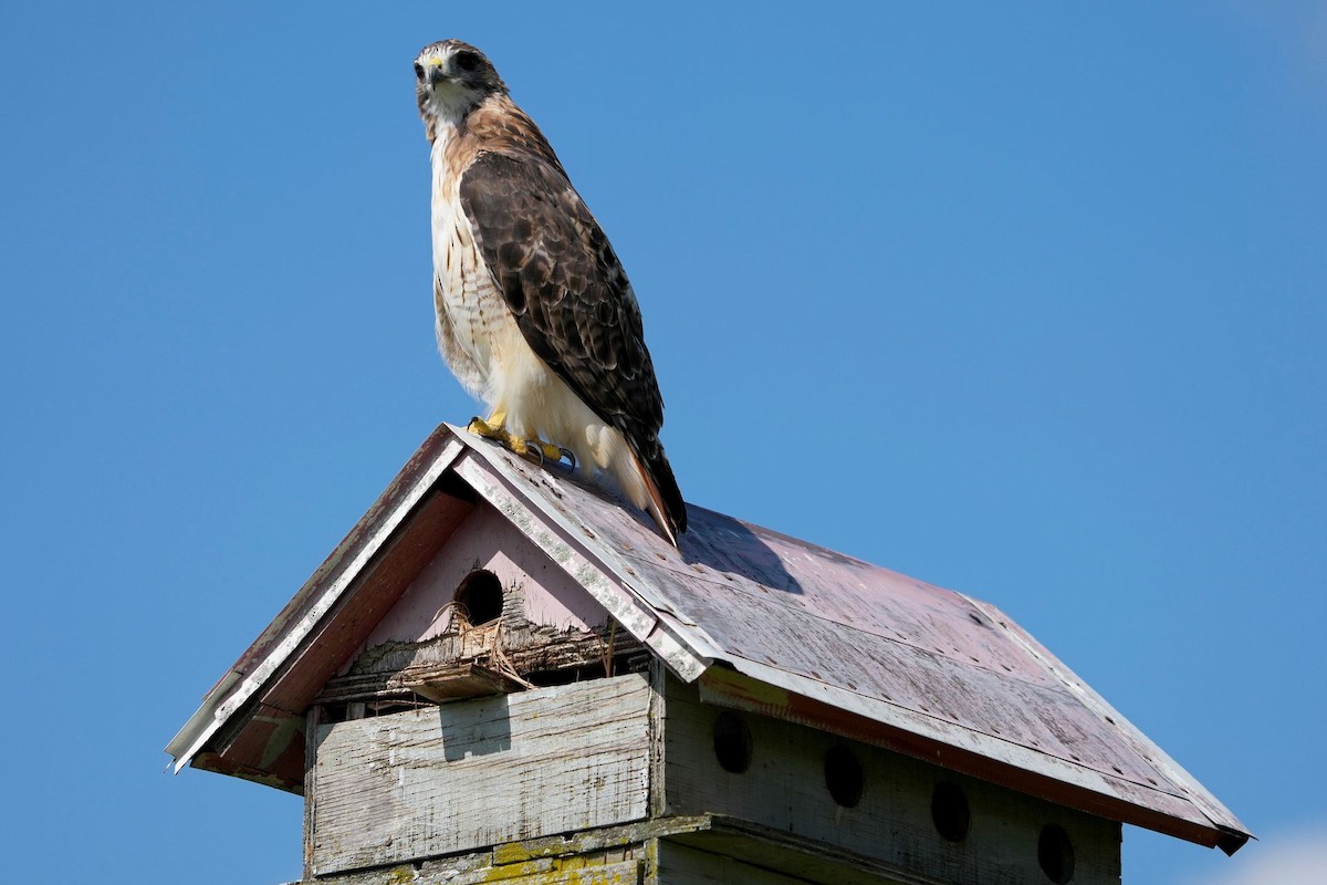 Rotschwanzbussard - ML479019551