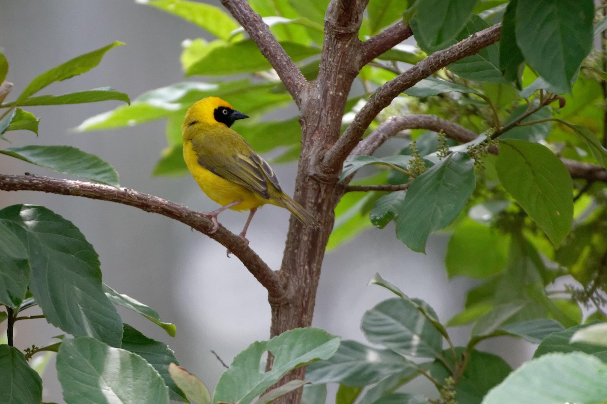 Bannerman's Weaver - Anonymous