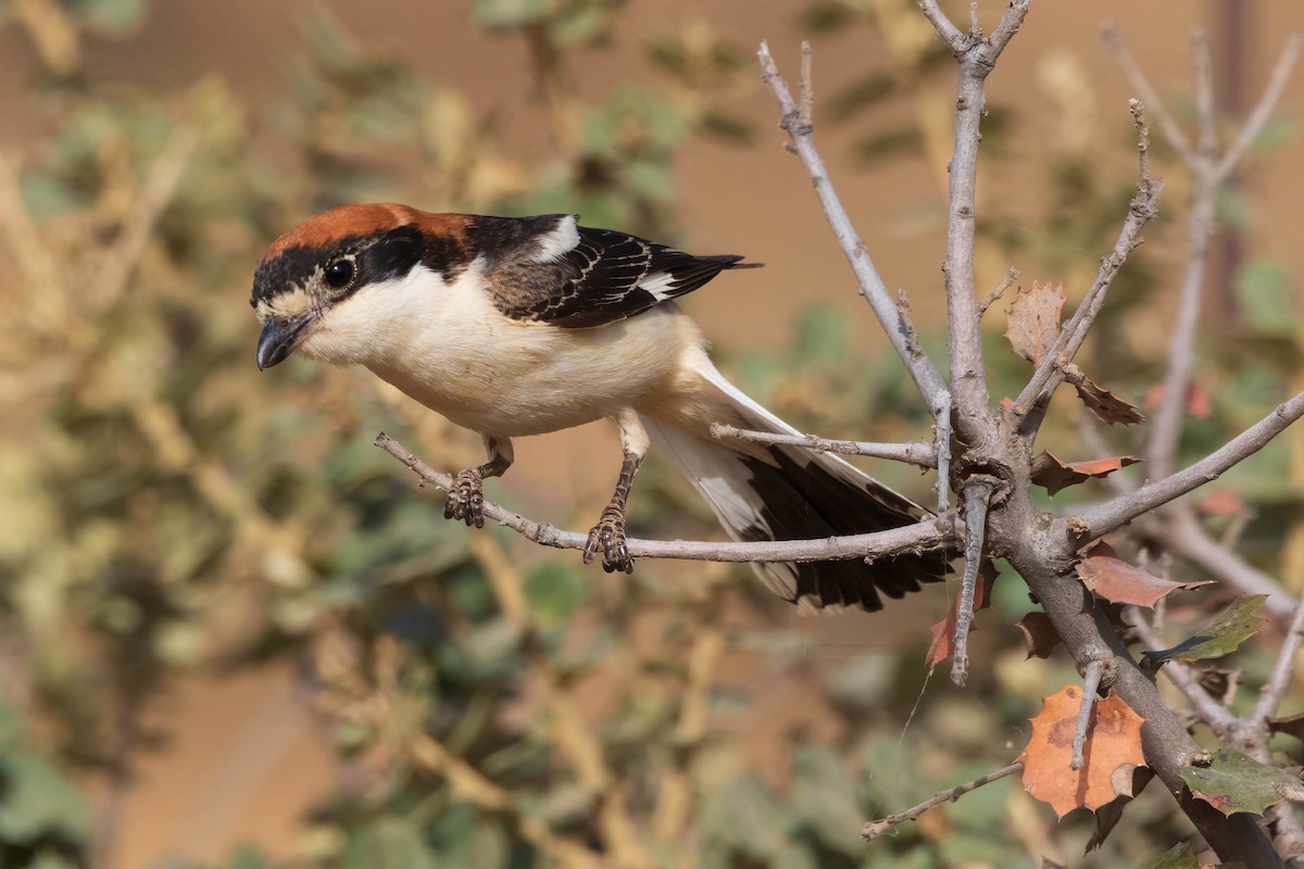 Woodchat Shrike - Luis Mestre