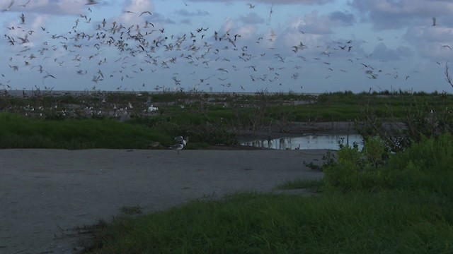 Black Skimmer (niger) - ML479020