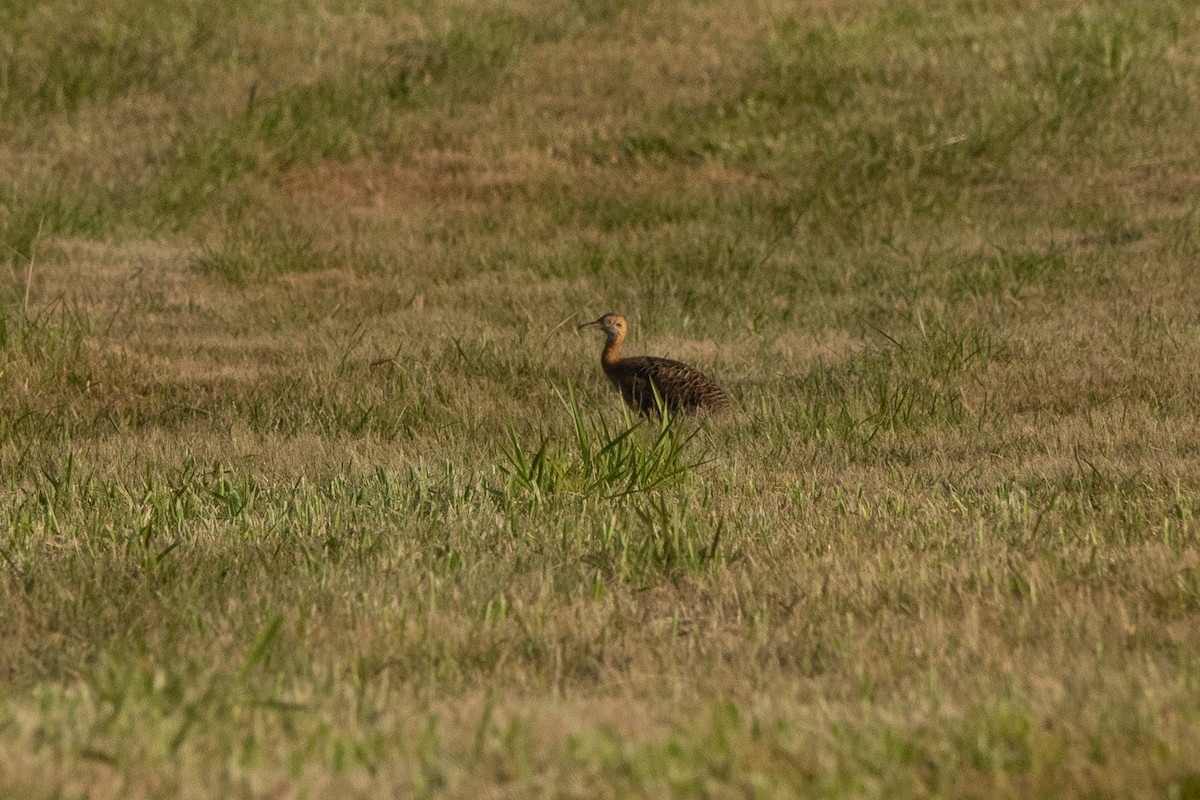 Red-winged Tinamou - ML479020091