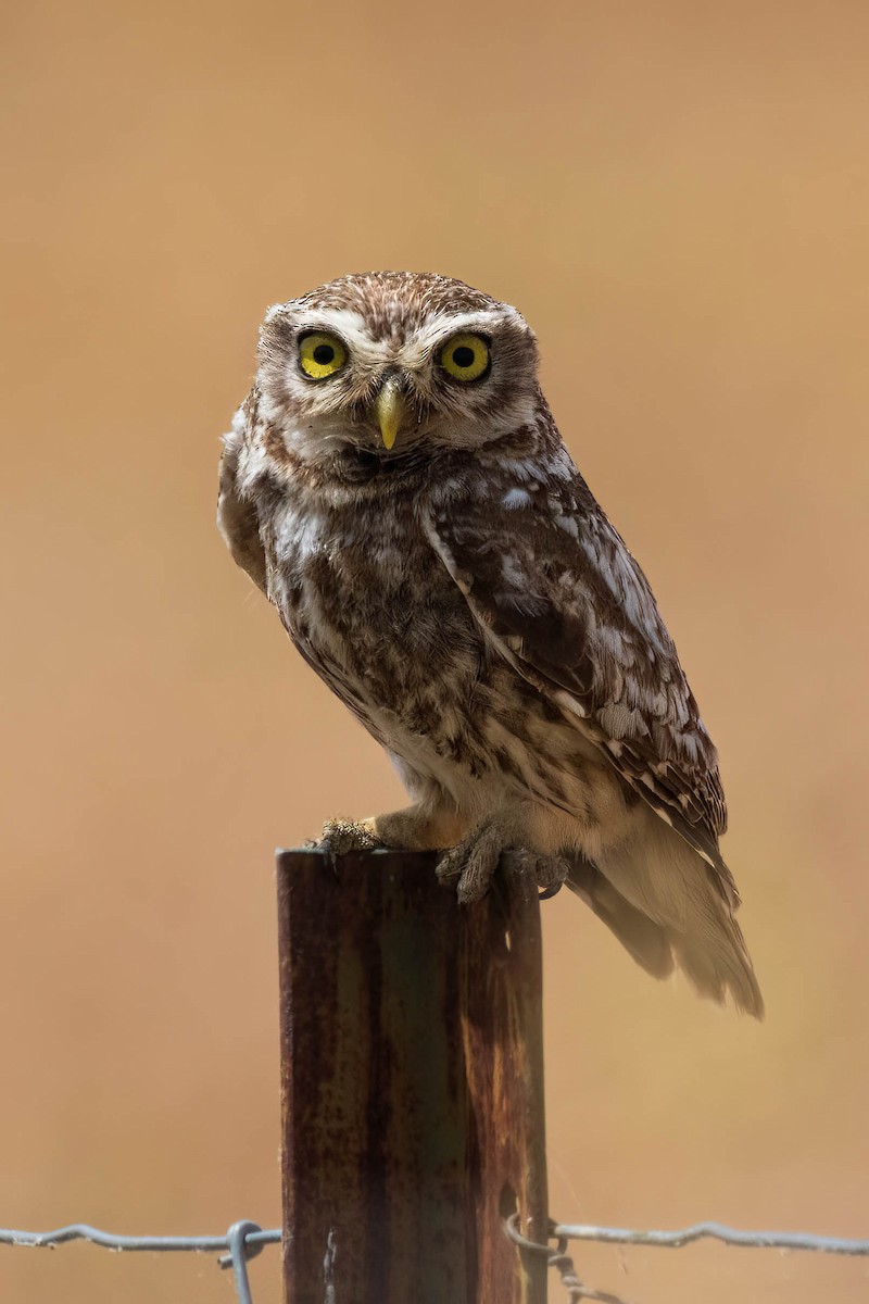 Little Owl - Luis Mestre