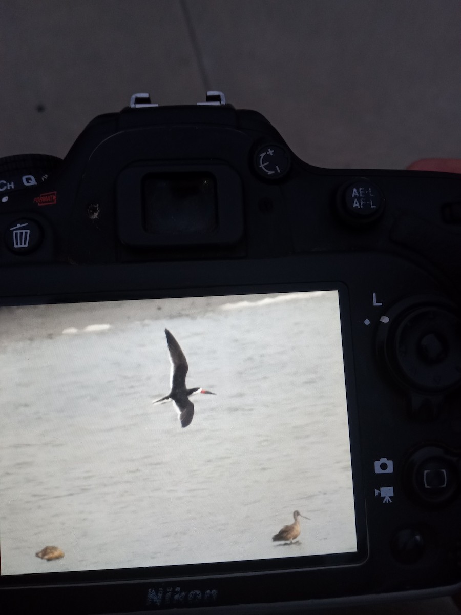 Black Skimmer - ML479020461