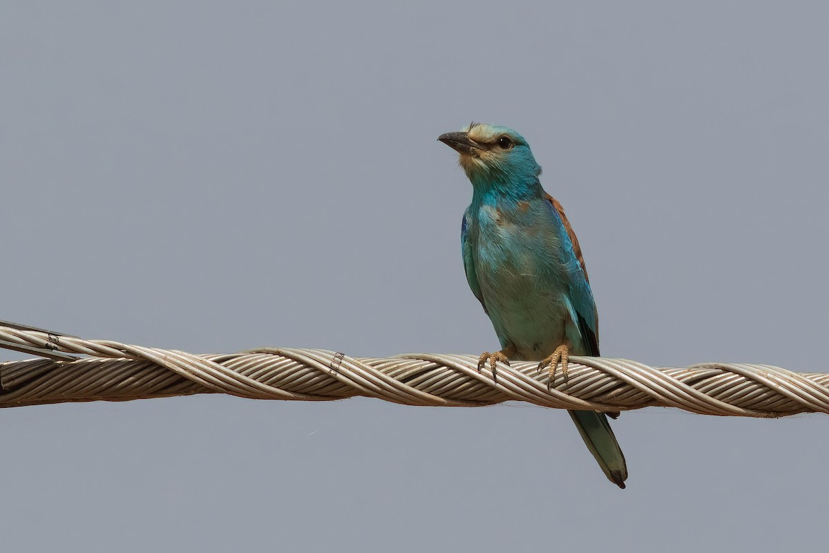 European Roller - Luis Mestre