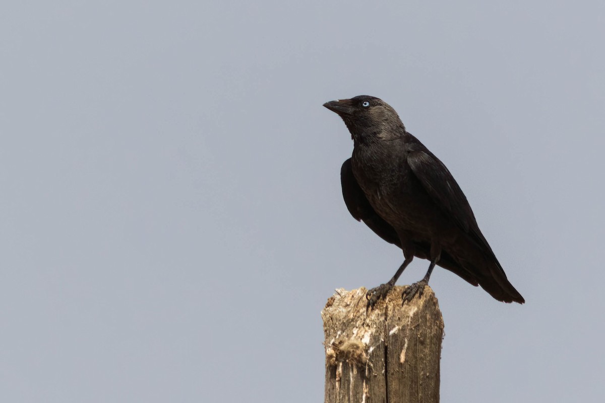 Eurasian Jackdaw - Luis Mestre