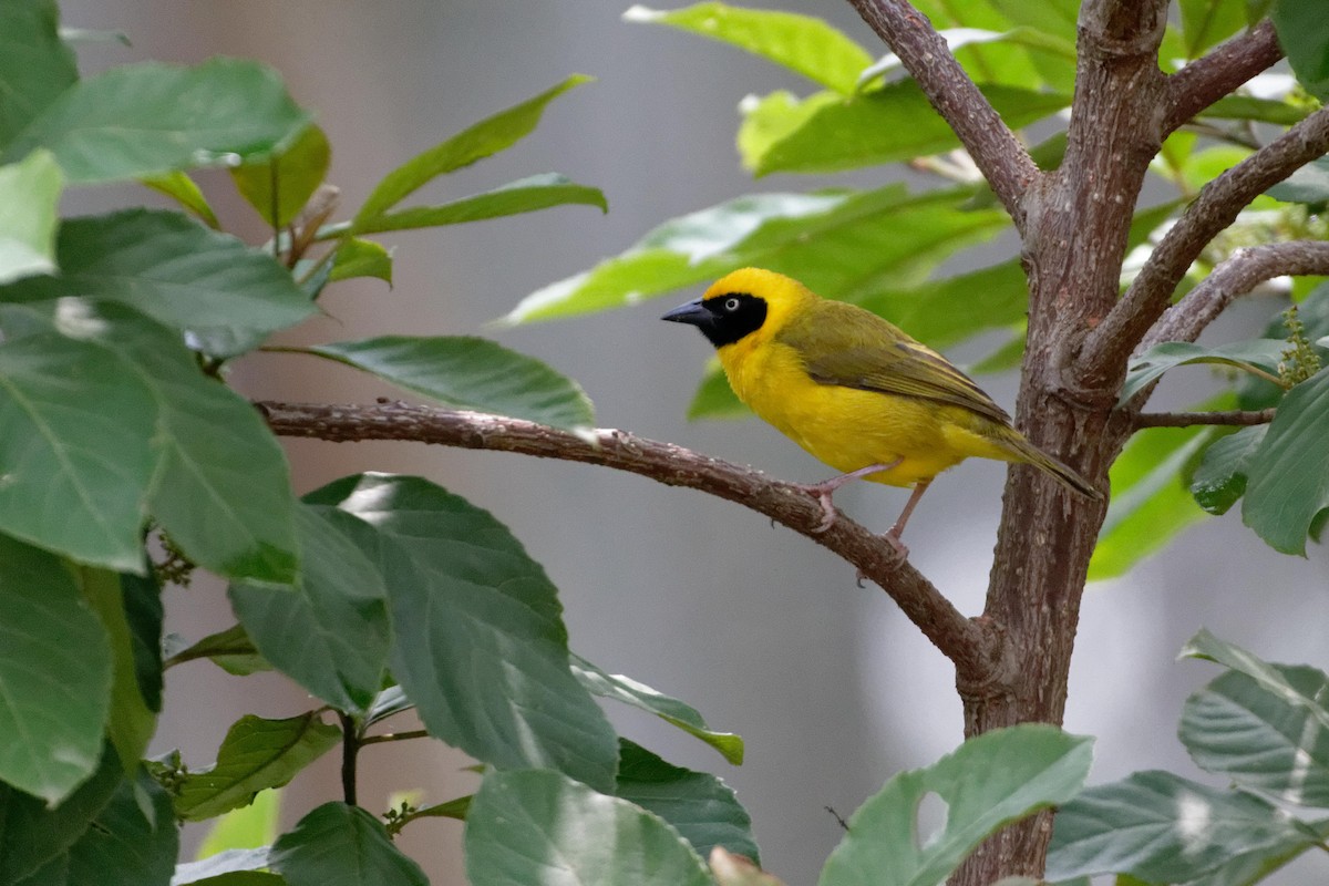 Bannerman's Weaver - Anonymous