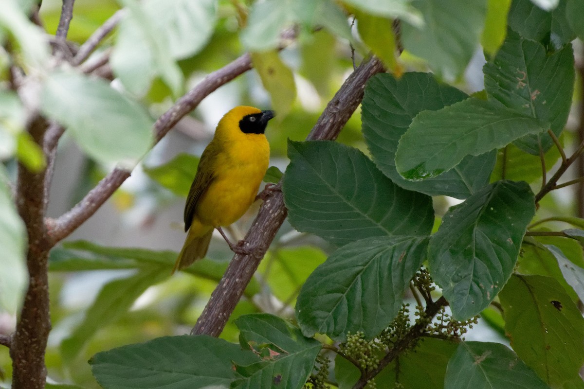 Bannerman's Weaver - ML479021361