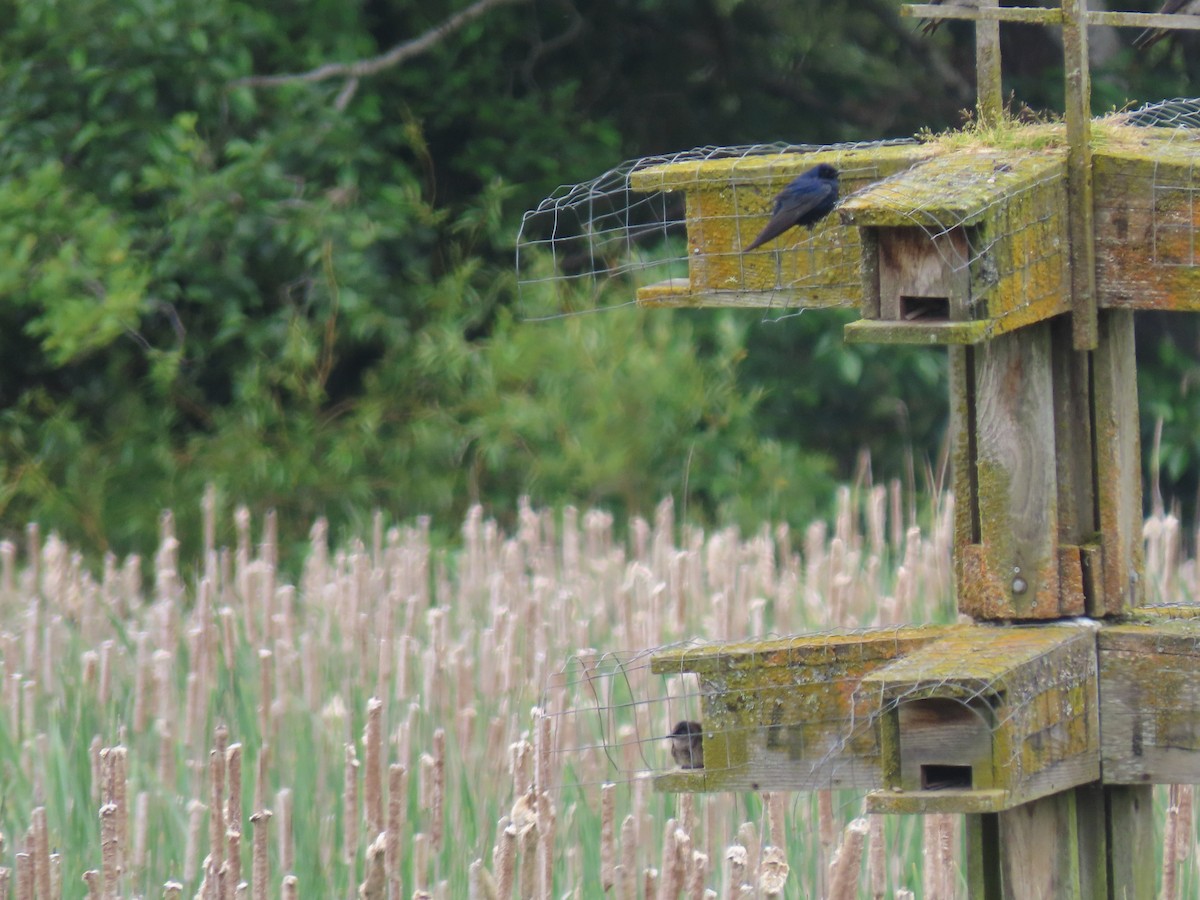 Purple Martin - ML479021991