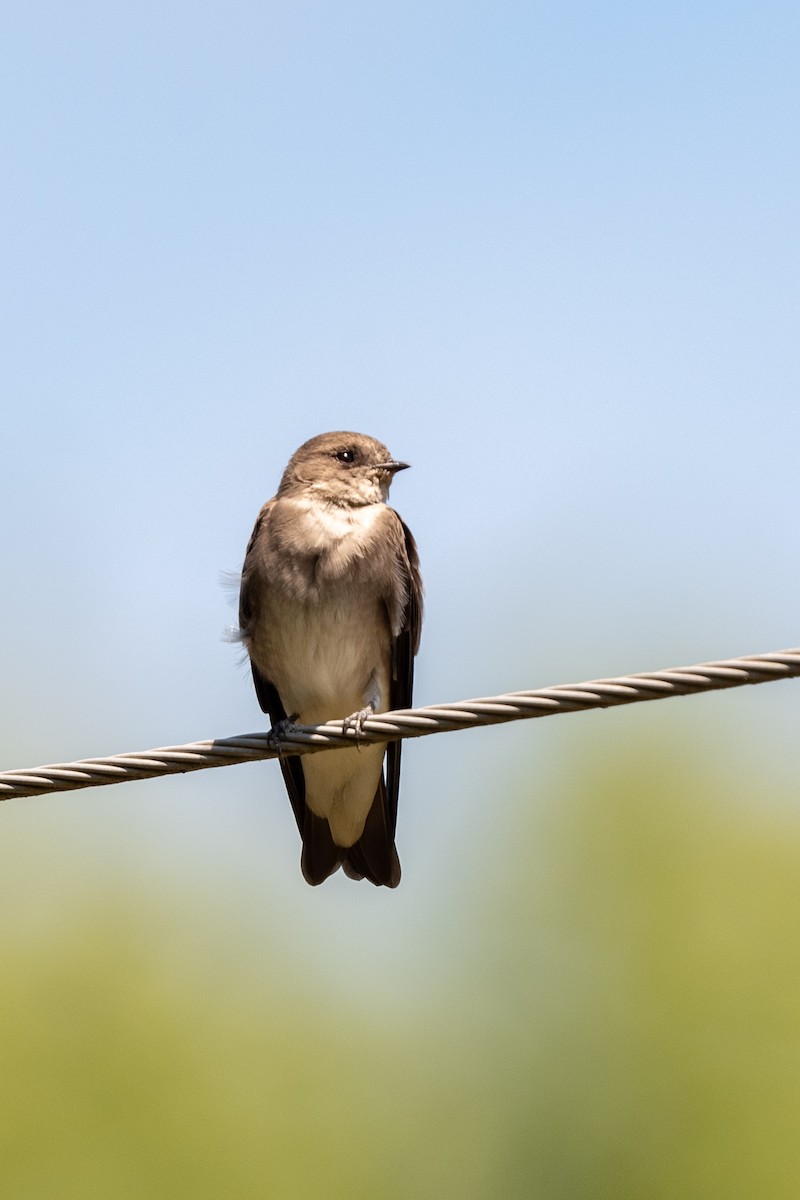 Northern Rough-winged Swallow - ML479024071