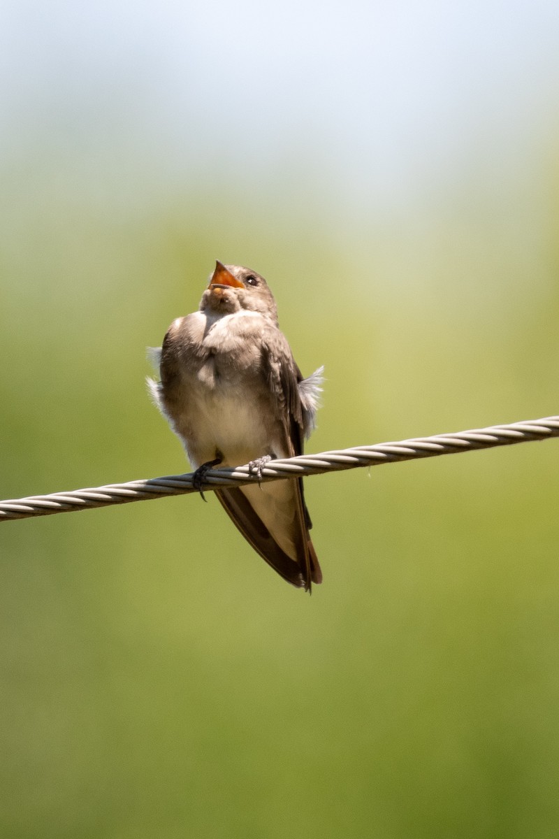 nordtaggsvale - ML479024091