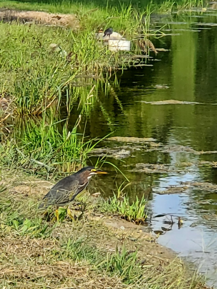 Green Heron - ML479024341