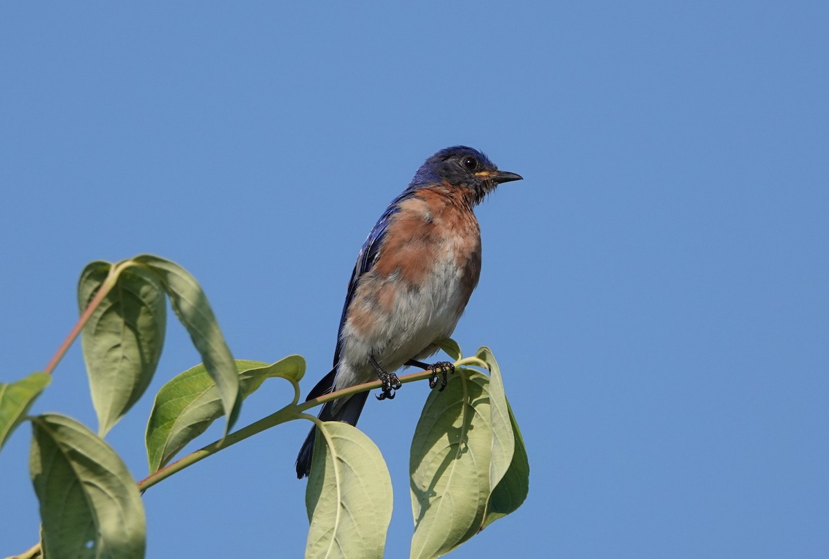 Eastern Bluebird - ML479024581
