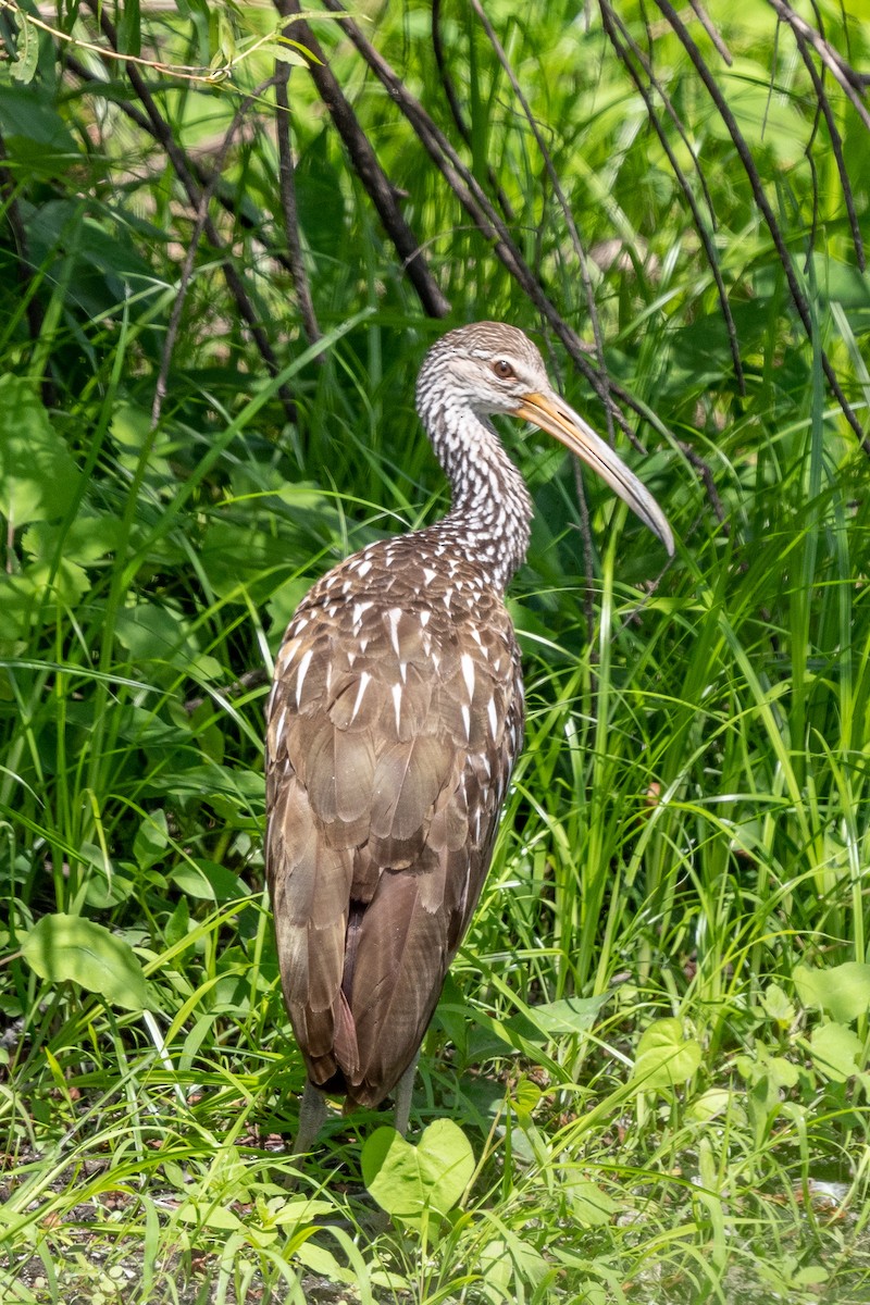 Limpkin - ML479024871