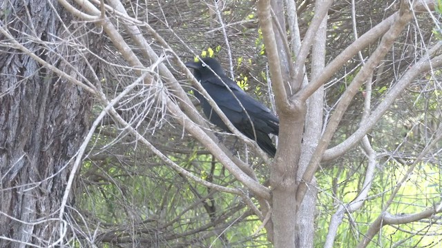 Australian Raven - ML479024991