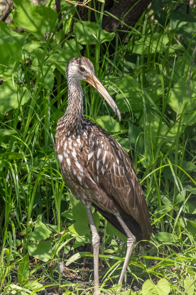 riksetrane - ML479025421