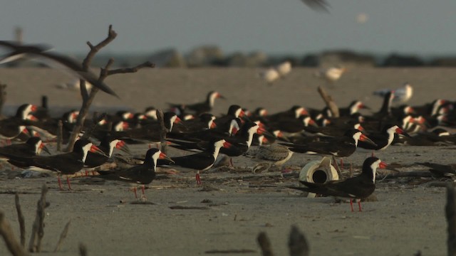 zoboun americký (ssp. niger) - ML479026