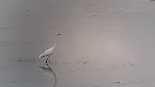 Great Egret - ML479028501