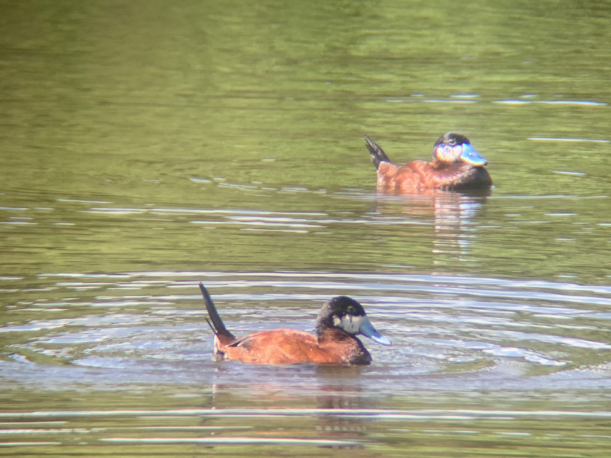 Ruddy Duck - ML479029641