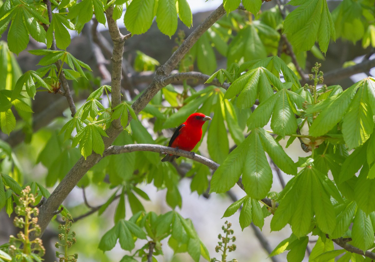 Scarlet Tanager - Griffin O'Sullivan