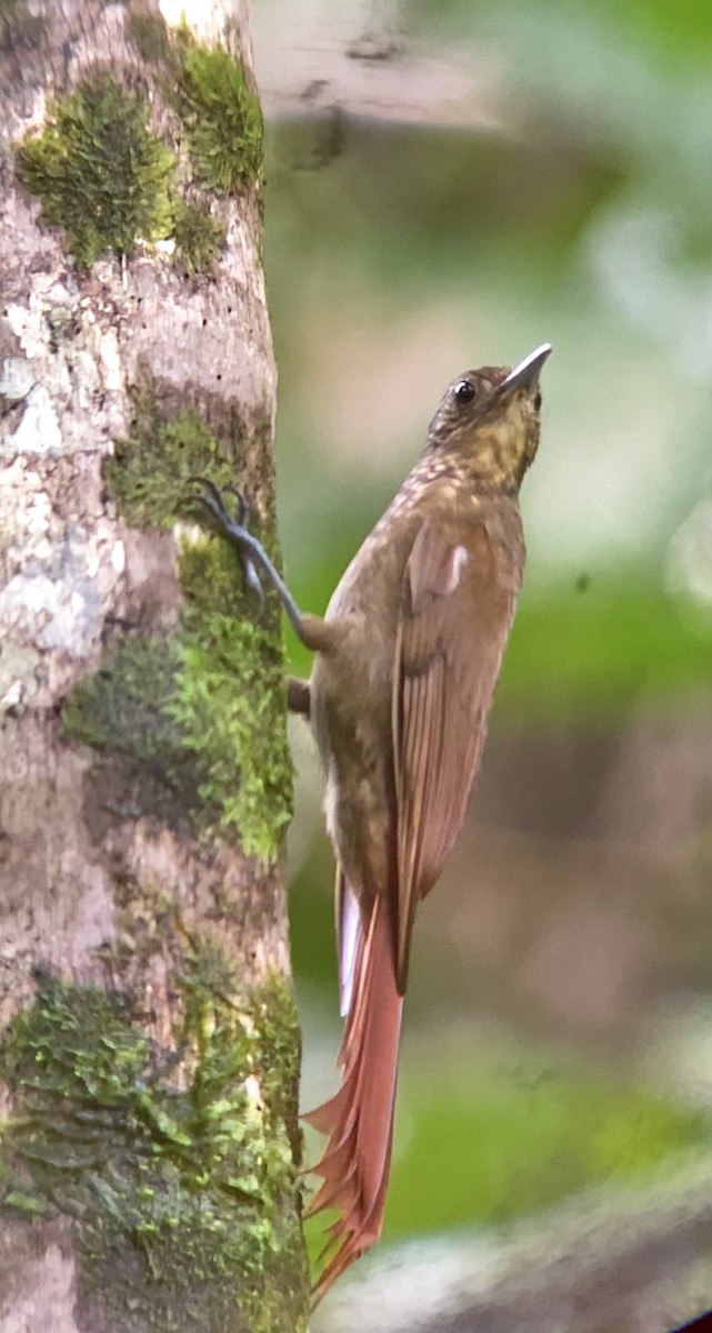 Long-tailed Woodcreeper - Dario Mora