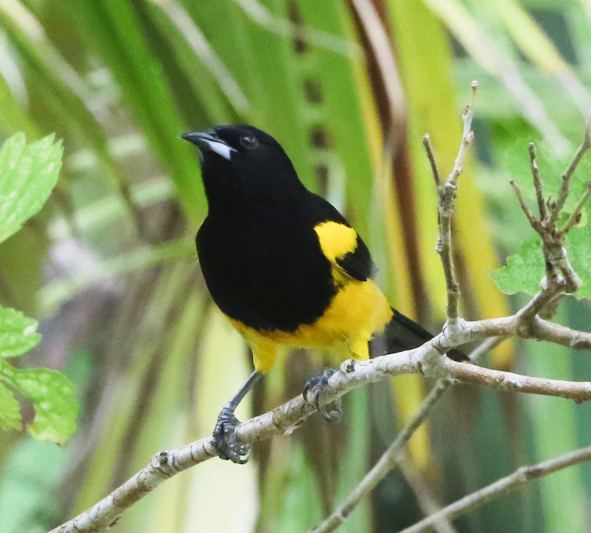 Black-cowled Oriole - ML47903061