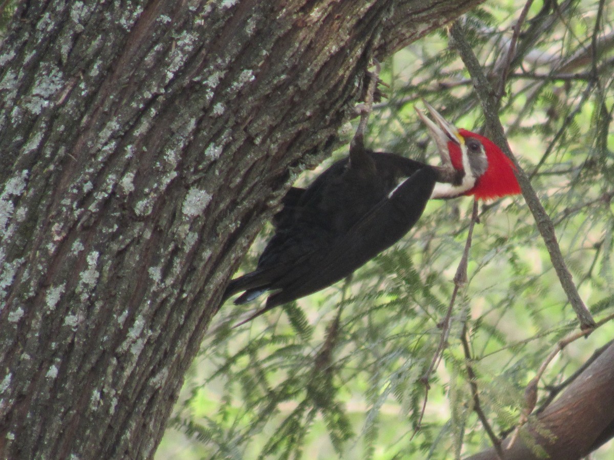 Black-bodied Woodpecker - ML479030621