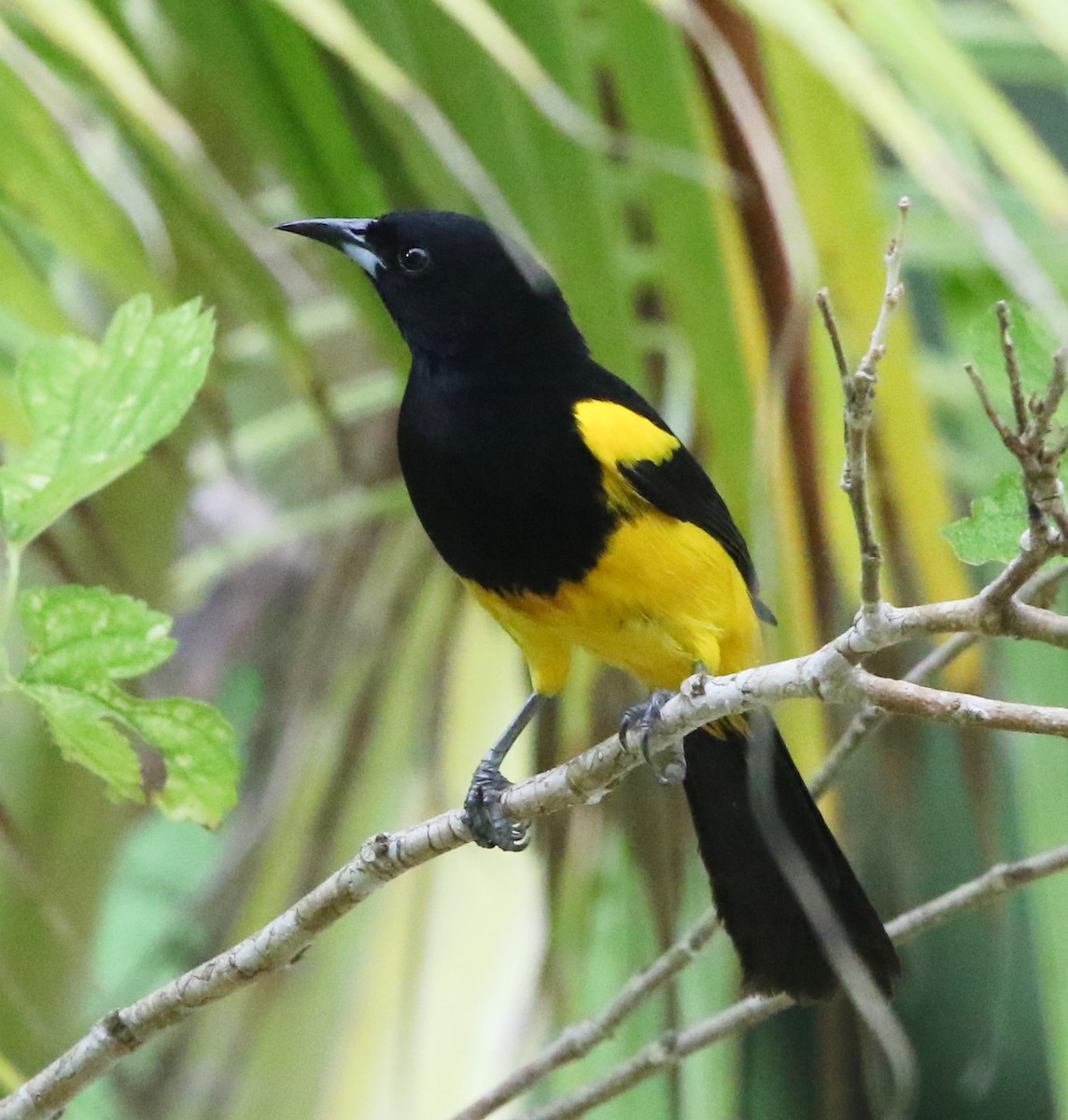 Black-cowled Oriole - Jeff Tingle