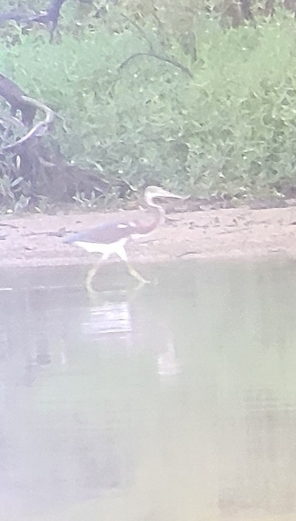 Tricolored Heron - Mike Manetz