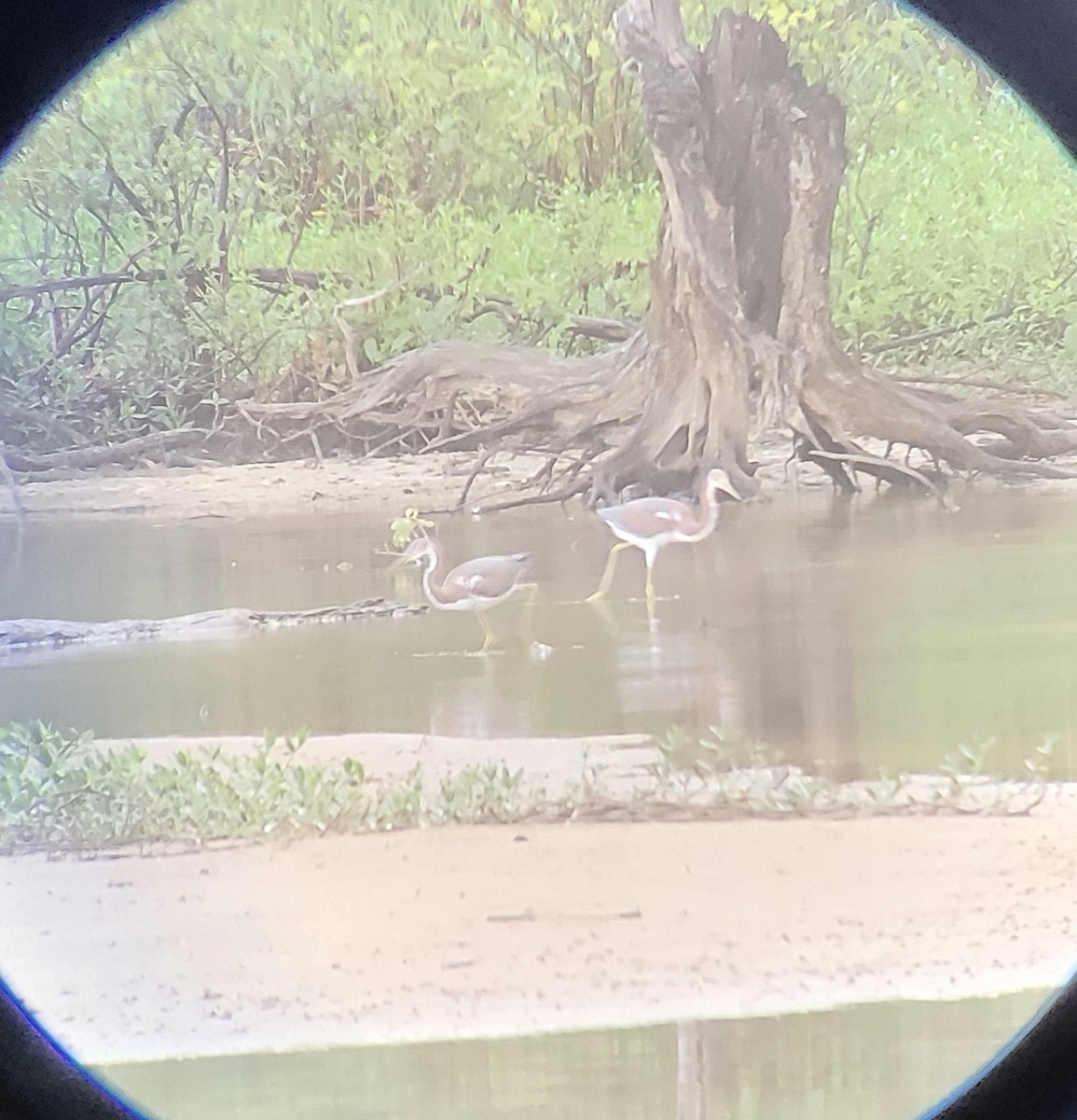 Tricolored Heron - ML479030761