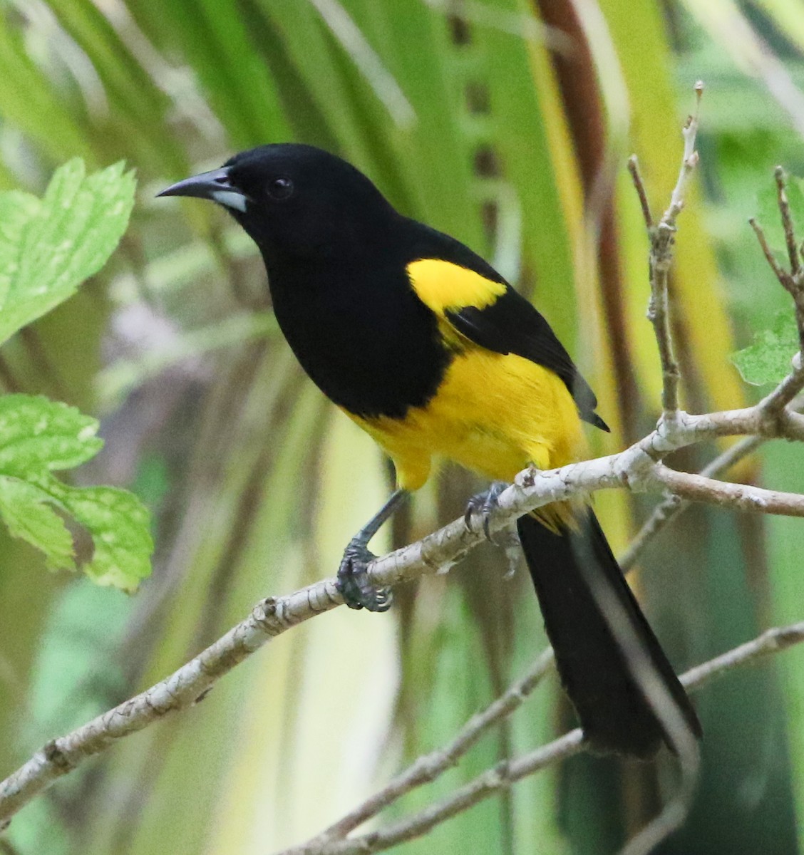 Black-cowled Oriole - ML47903081