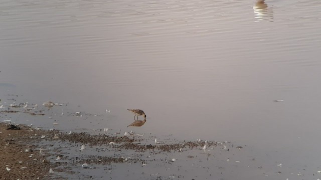 Pectoral Sandpiper - ML479030811