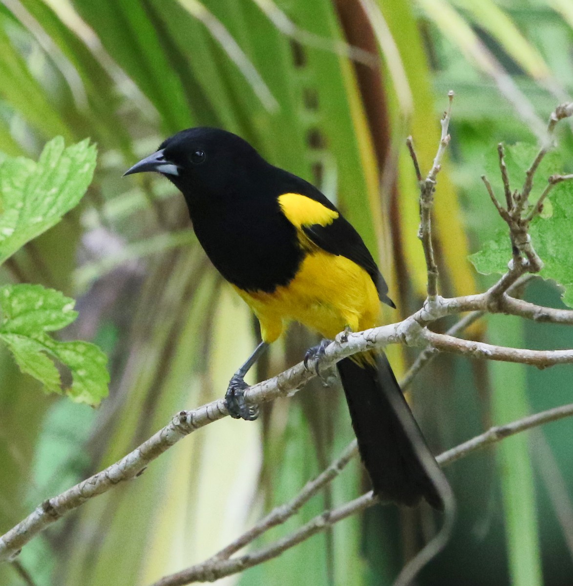 Black-cowled Oriole - ML47903091