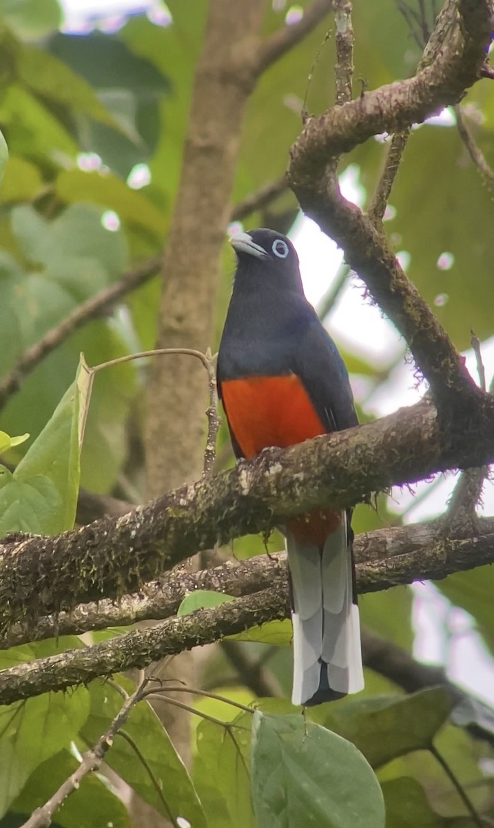 Baird's Trogon - Dario Mora