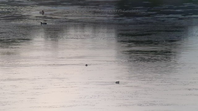 Eared Grebe - ML479031341