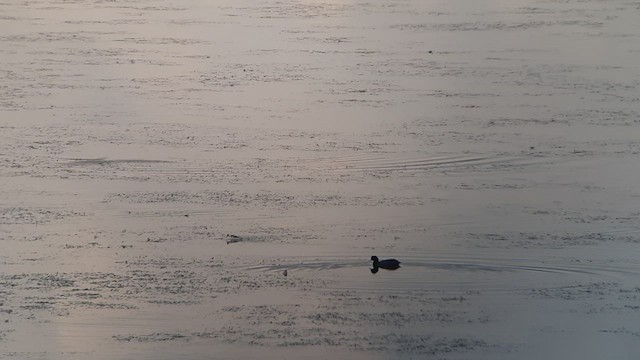 Red-necked Phalarope - ML479031661