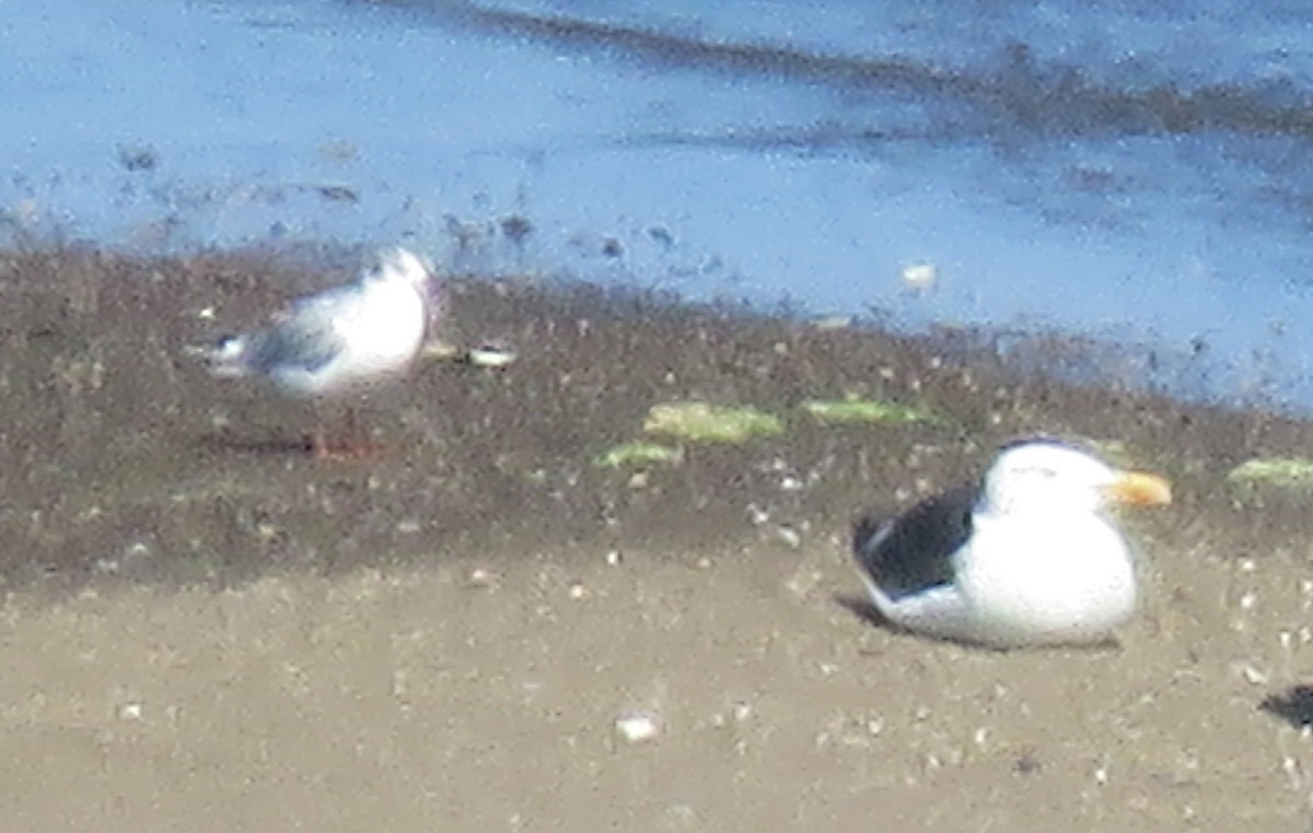 ユリカモメ - ML479031701