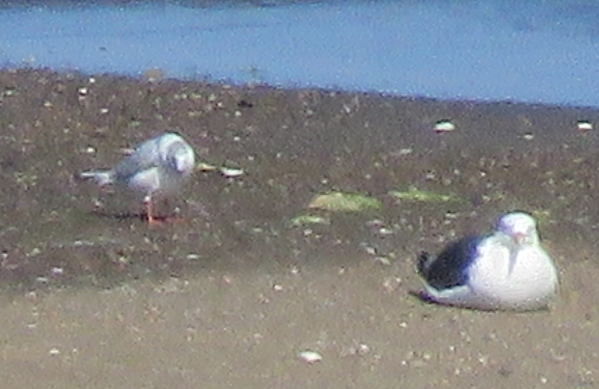 Black-headed Gull - ML479031861