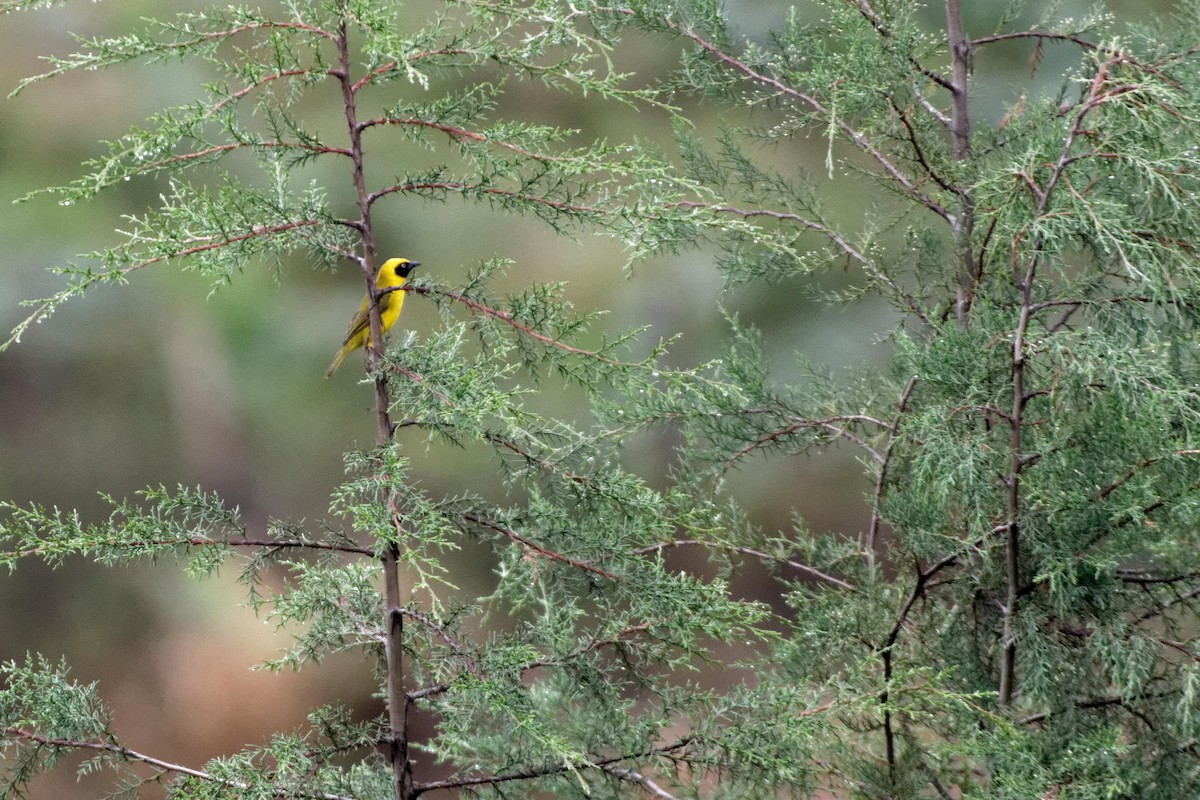 Bannerman's Weaver - Anonymous